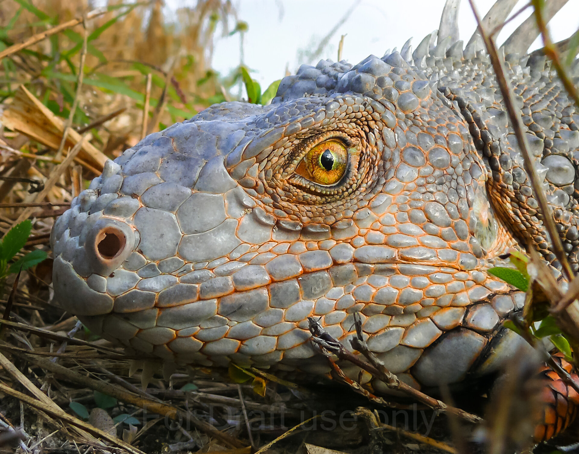 Close-up of iguana face
