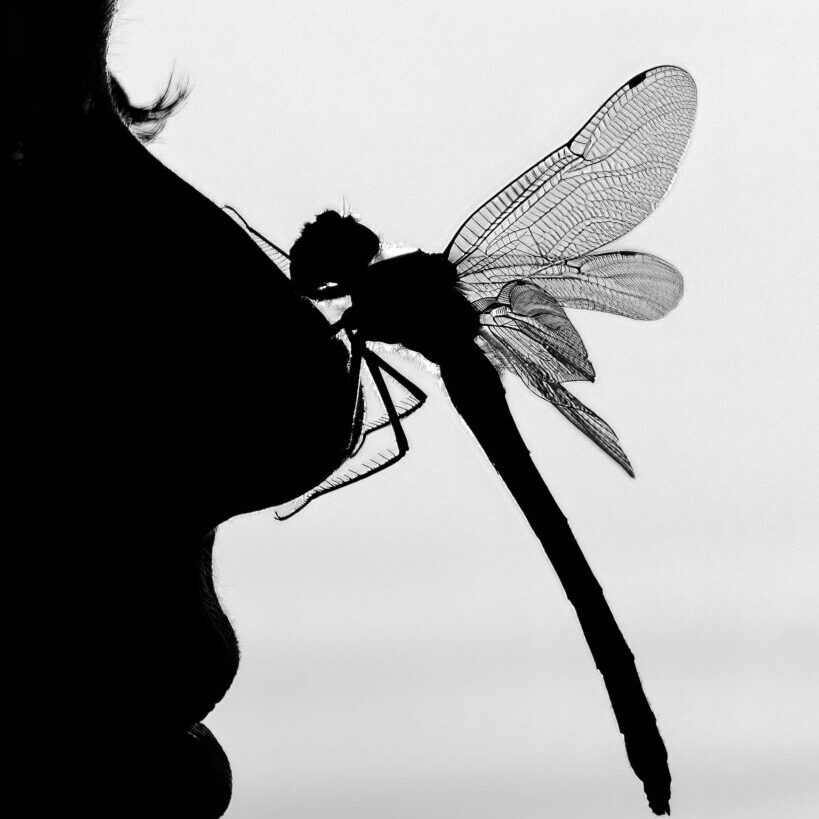 Silhouette of a dragonfly on a person's nose